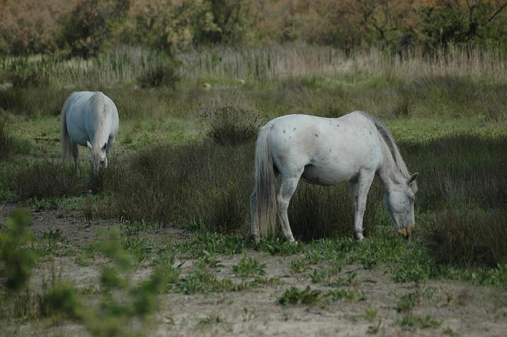 camargue (3)